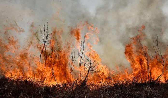 incendio delta parana