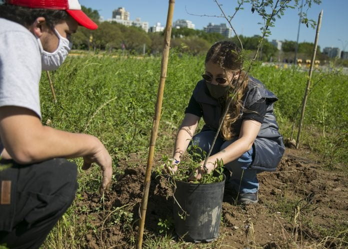 plantacion arboles costa