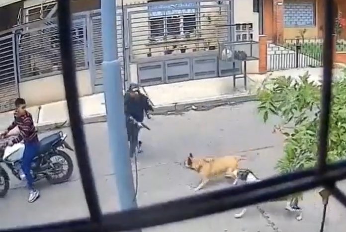 perros robo josé león suárez