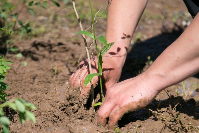 plantas nativas vicente lopez