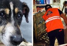 rescate perros tres febrero 4