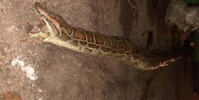 serpiente vicente lopez 3 (1)