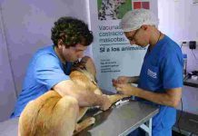 zoonosis si nov