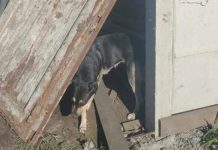 Un hombre destruyó un refugio de animales a mazazos y mató a una perrita en Moreno whatsapp image 2023 04 17 at 9.35.06 am