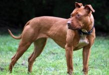 Un pitbull atacó y mató a una beba de cinco meses en Malvinas Argentinas perro american pitbull terrier 770x470