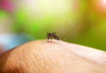 Dengue: Provincia confirmó brotes en cinco municipios del conurbano