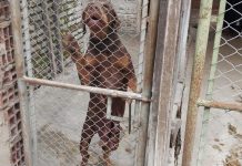 Desarticularon una banda dedicada al contrabando de perros de raza para competencias en el exterior