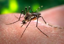 Dengue: la Provincia lanzó un sistema de teleconsultas gratis con médicos