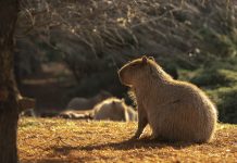 "Ataque a la fauna silvestre": piden agravar la acusación contra el vecino de Nordelta que disparó contra un carpincho