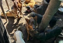 Rescataron a 45 perros que vivían hacinados con una mujer en estado de abandono en Villa Rosa