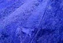 ¿Qué se sabe del puma que fue visto en un barrio privado de la zona norte?