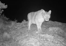 Avistaron nuevamente al puma en las inmediaciones de un barrio privado de zona norte: se intensifica la búsqueda