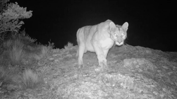 puma-camara-5