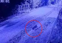 Alarma por la presencia de un puma en un barrio privado de zona norte