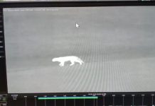 Vecinos de un country de la zona norte, en alerta por la nueva aparición de un puma