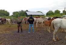 Detuvieron a una banda que robaba y vendía caballos en zona norte: rescataron 58 equinos en situación de maltrato