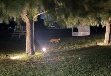 Apareció un puma en un country de la zona norte y creen que es el mismo que fue visto en septiembre