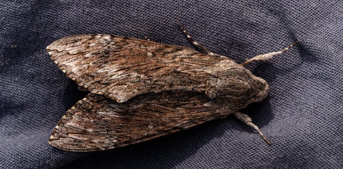 Detailed,Frontal,Closeup,On,The,Impressive,Convolvulus,Hawkmoth,Or,Agrius