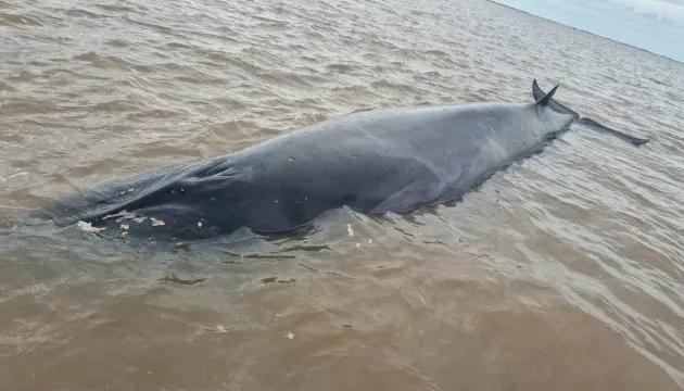 Una ballena quedó encallada en la costa de San Isidro y trabajan para rescatarla