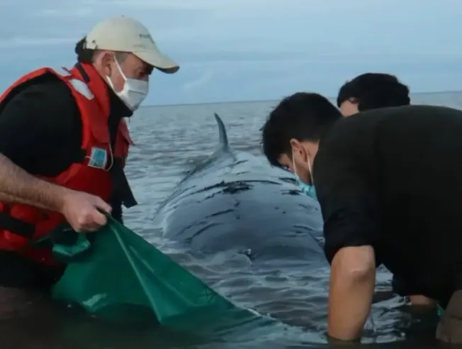 Murió la ballena que había quedado varada frente a la costa de San Isidro